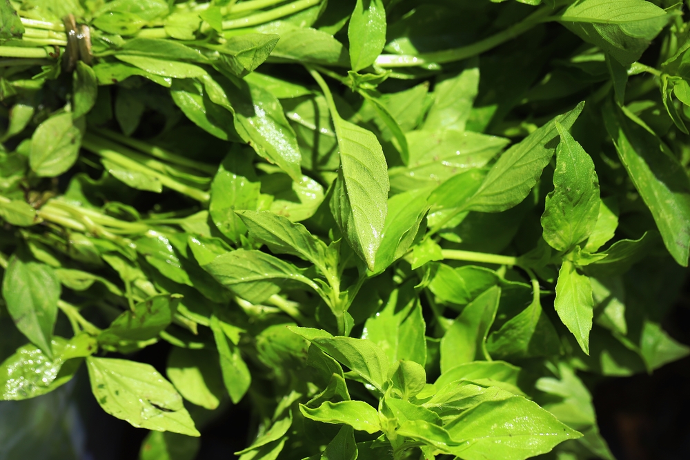 Daun kemangi | Andi WG/Shutterstock