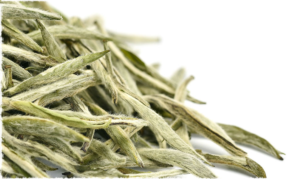 Silver Needle atau Teh putih dipetik saat daunnya masih dalam keadaan kuncup dan diselimuti bulu putih