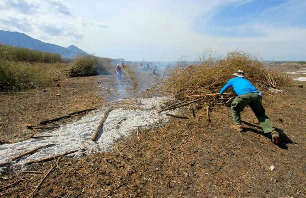 Tanaman invasif di Taman Nasional Baluran | Instagram.com/btn_baluran