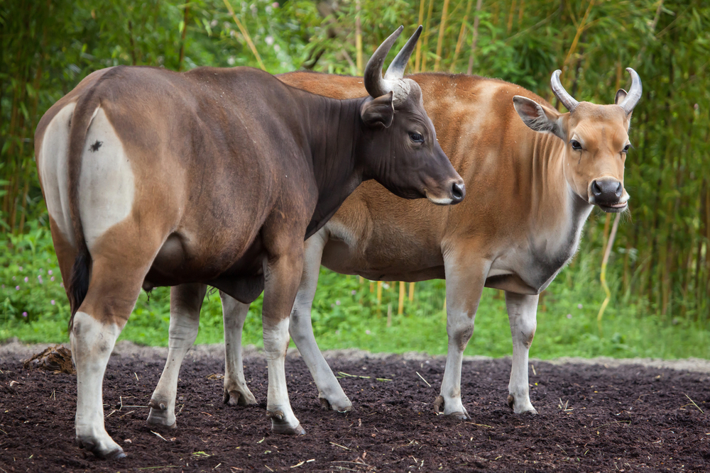 Banteng Jawa dan Sapi Bali yang nyaris sulit dibedakan | Vladimir Wrangel/Shutterstock