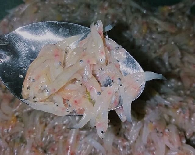 Ikan lempuk, ikan endemik Danau Ranu Grati, Kabupaten Pasuruan, Jatim. Foto : Rizka Muallifa/Merdeka.com/batarapasuruan.com