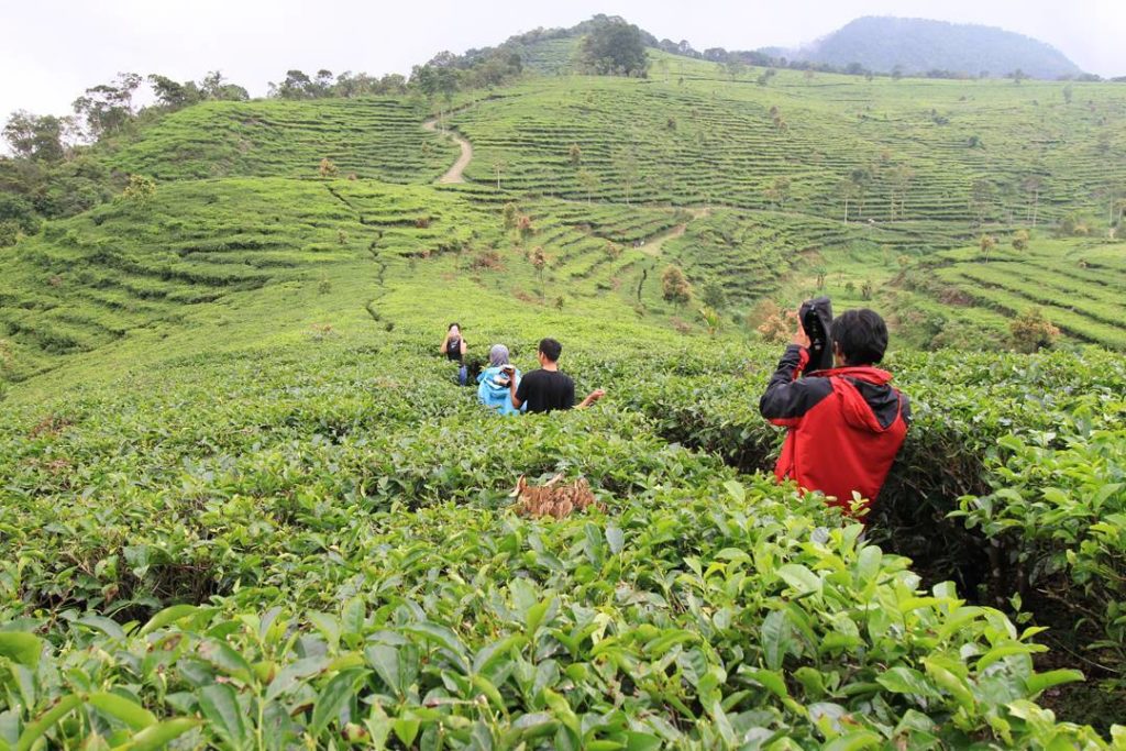 Kebun Teh Medini destinasi wisata alam hidden gems di Kota Semarang