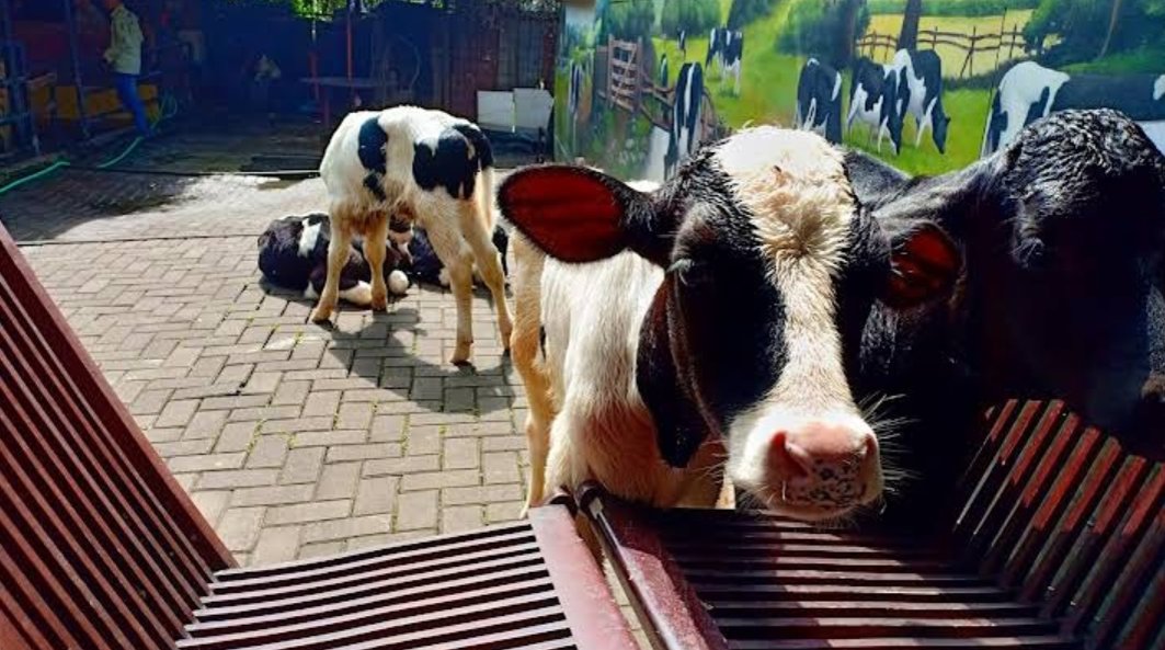 Farm House Susu Lembang