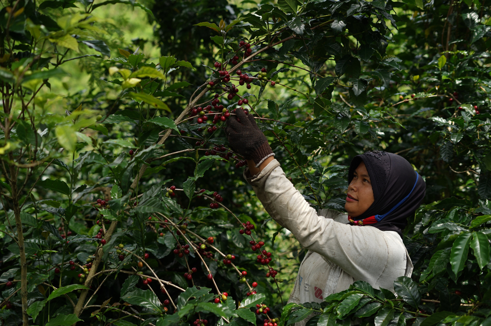 Kebun kopi di Aceh | MIB stockimages/Shuttertstock