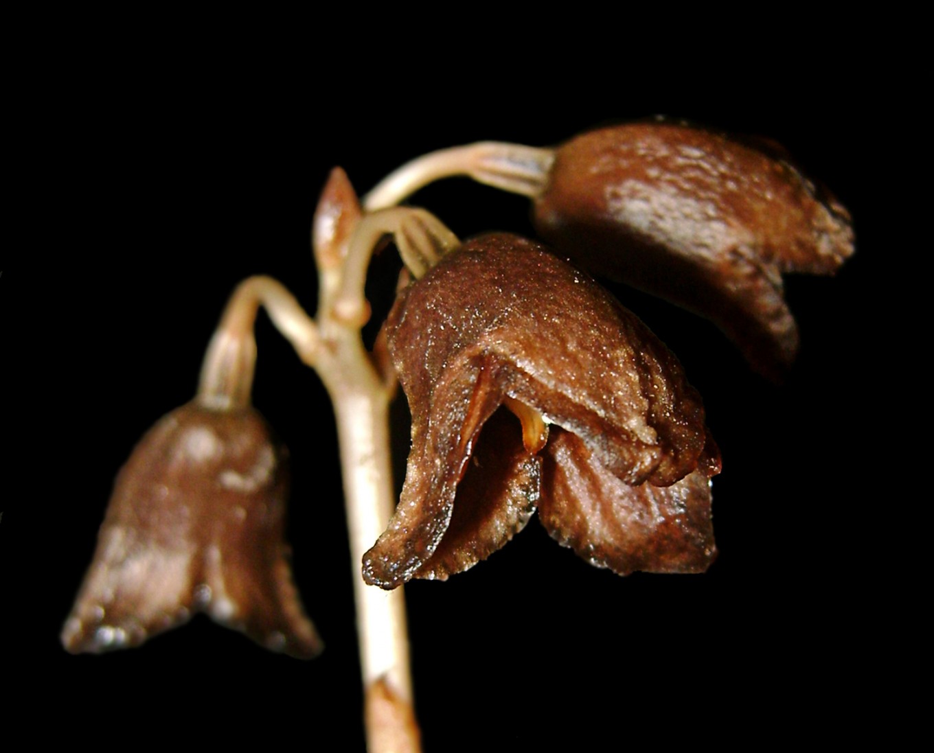 Gastrodia bambu | JP/Aman Rochman