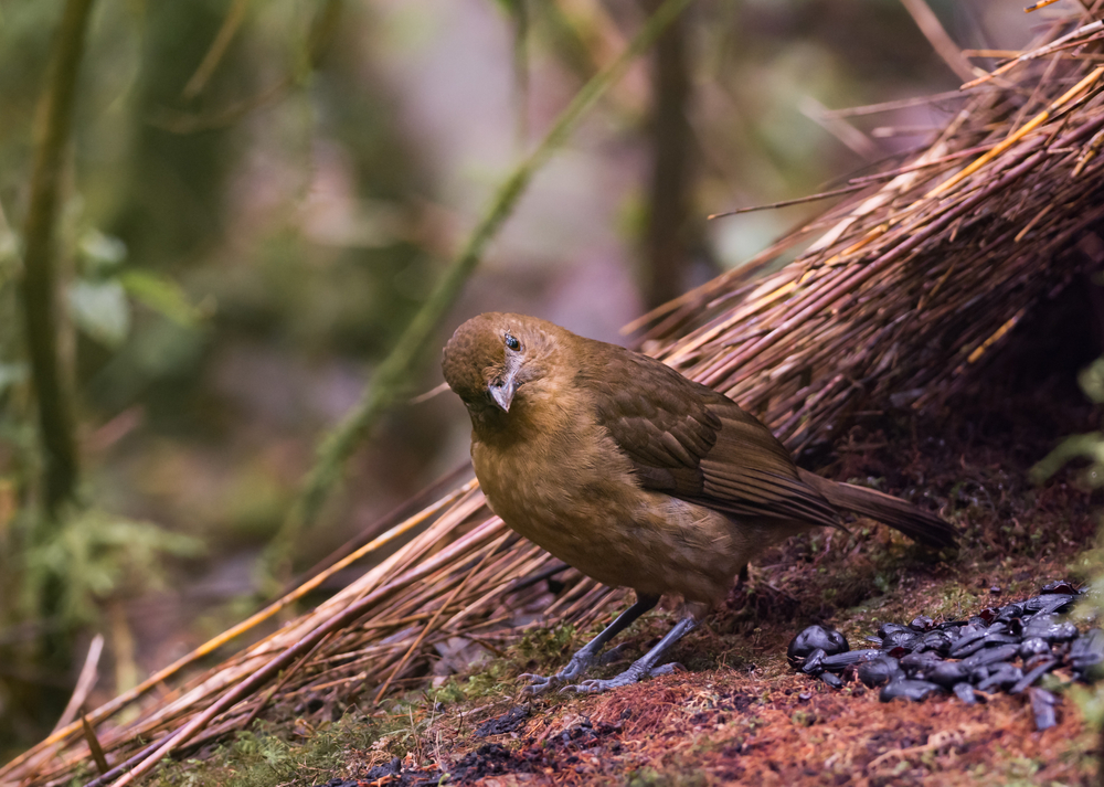 Burung namdur | Arie de Gier/Shutterstock
