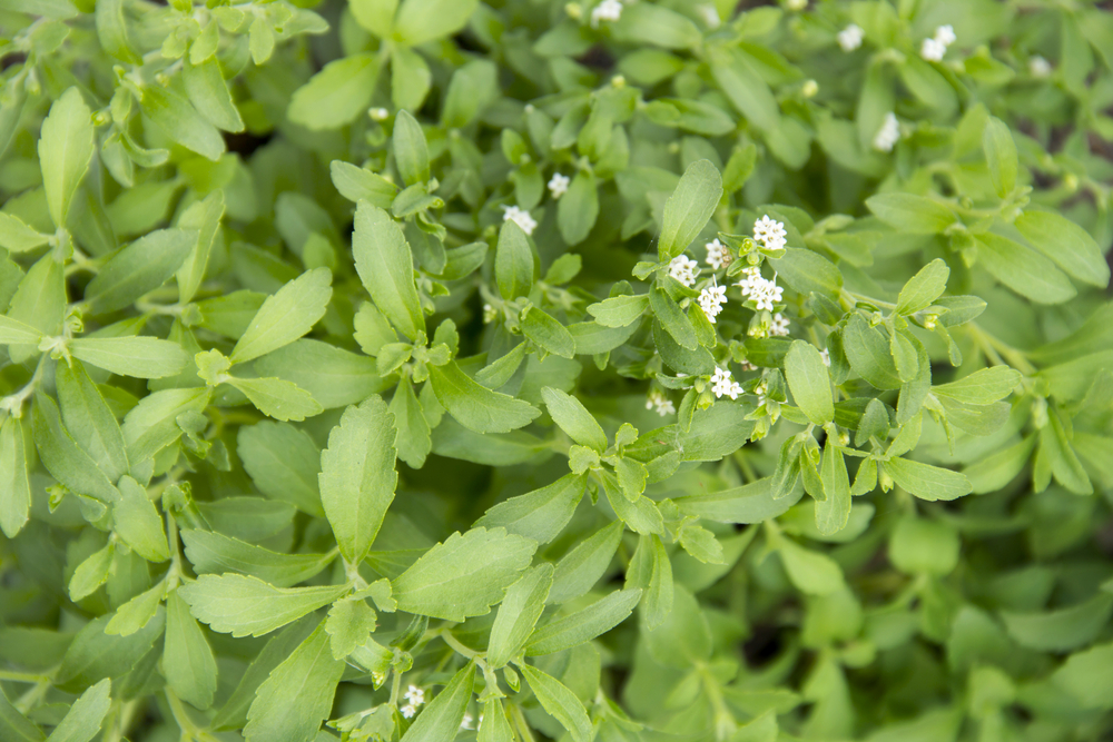 Tanaman stevia | Ton Bangkeaw/Shutterstock