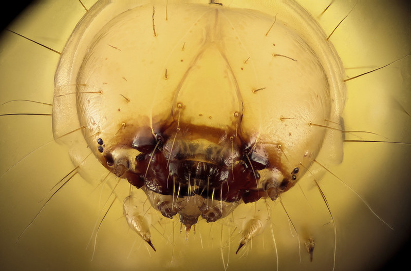 Cacing lilin | USGS Bee Inventory and Monitoring Lab/flickr