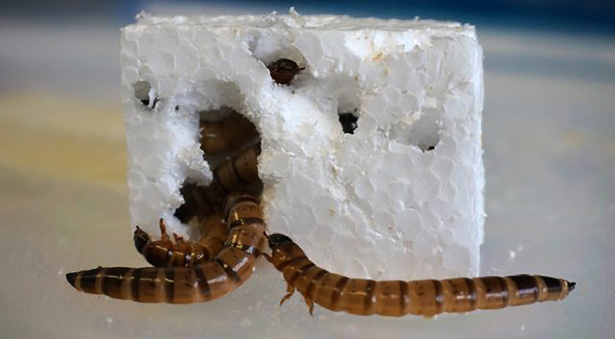 Cacing super pemakan styrofoam | Universitas Queensland via Mongabay Indonesia