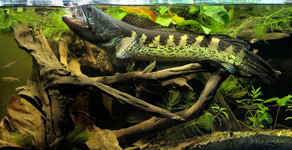 Ikan Toman, Ikan predator indah yang juga umum dikonsumsi asli Indonesia memiliki habitat di perairan tenang dan banyak tanaman air