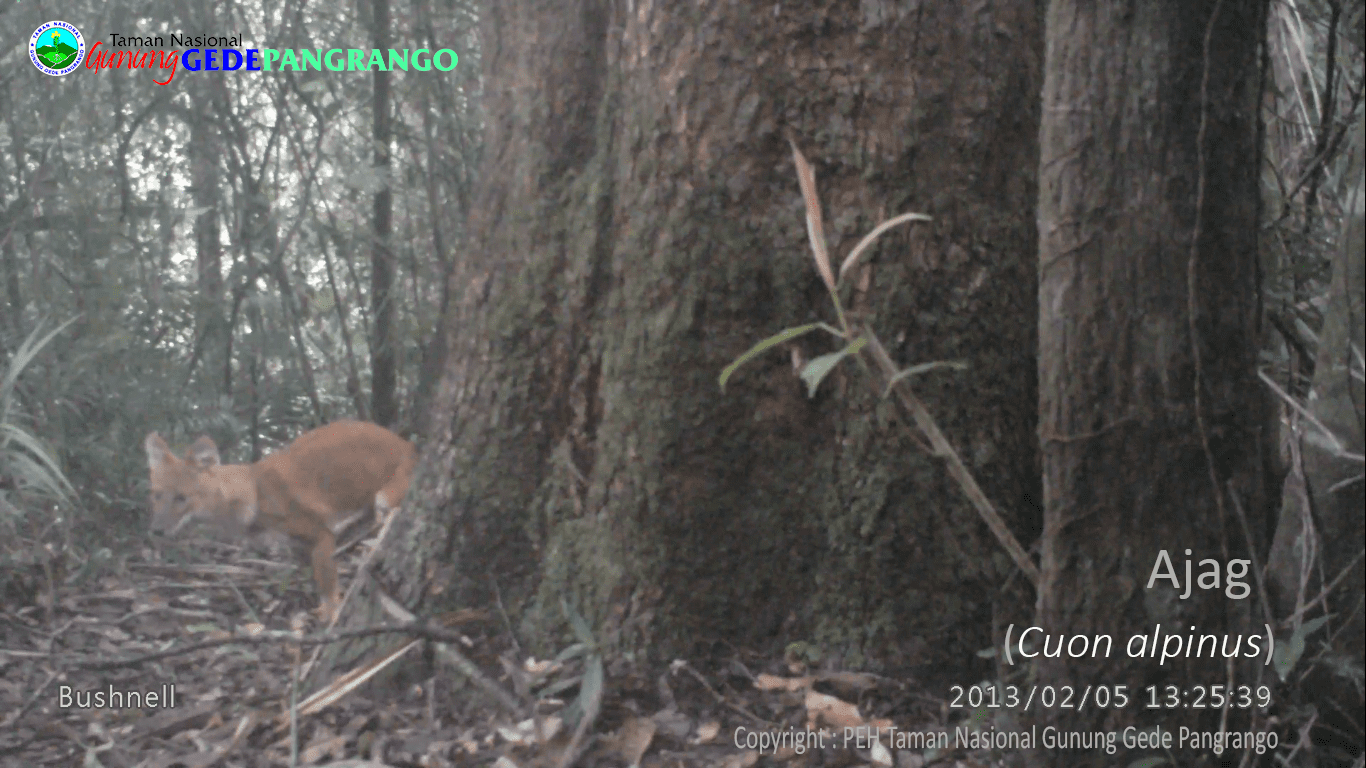 Ajak Anjing Hutan asal Indonesia tertangkap kamera di Taman Nasional Gunung Gede Pangrango dan statusnya kini terancam punah