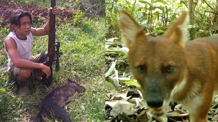 Ajak Anjing Hutan asal Indonesia ini seringkali diburu karena dianggap hama dan habitatnya makin tersusut oleh penebangan hutan dan statusnya kini terancam punah