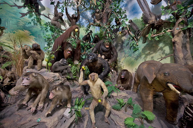 Rahmat international wildlife museum and gallery 