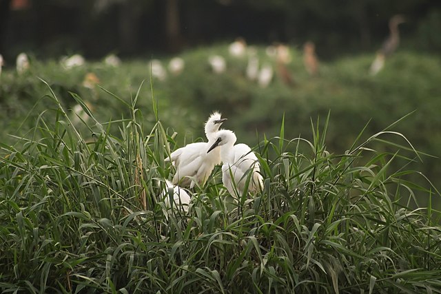taman burung cemara asri