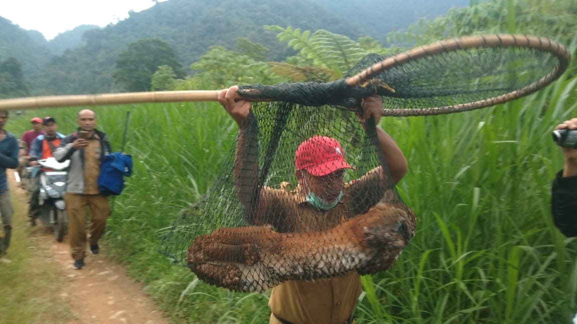 Kucing Emas, Kucing hutan predator asal Indonesia yang dilindungi dan statusnya telah langka terjerat oleh jebakan warga