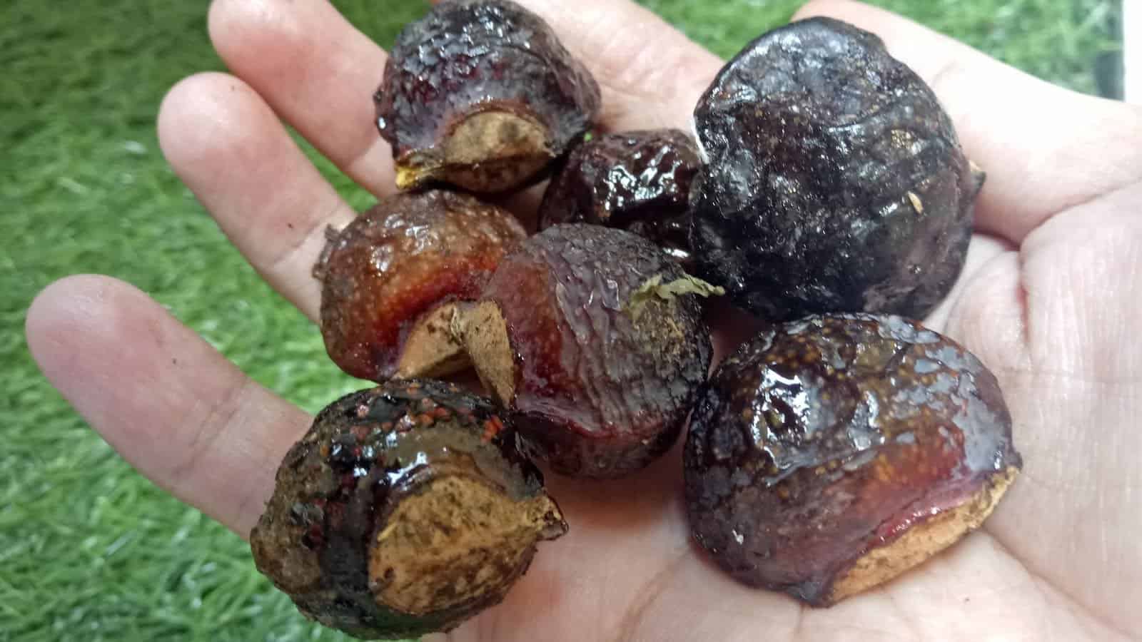 Air rebusan dari Buah Lerak akan mengeluarkan getah Good News From Indonesia Air rebusan dari Buah Lerak akan mengeluarkan getah