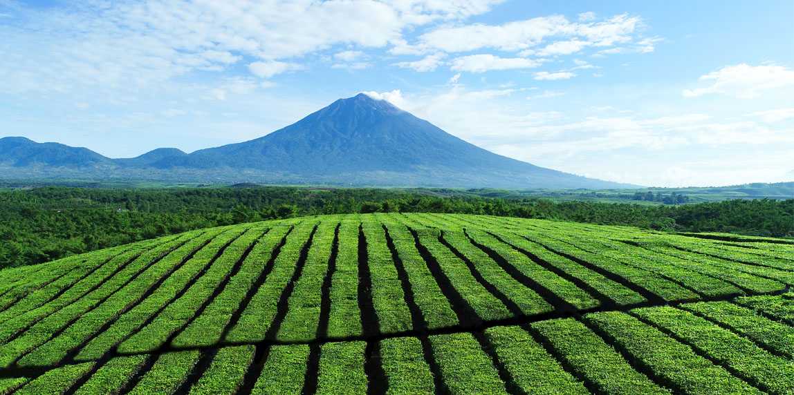 Perkebunan Teh Kayu Aro di kaki Gunung Kerinci Jambi
