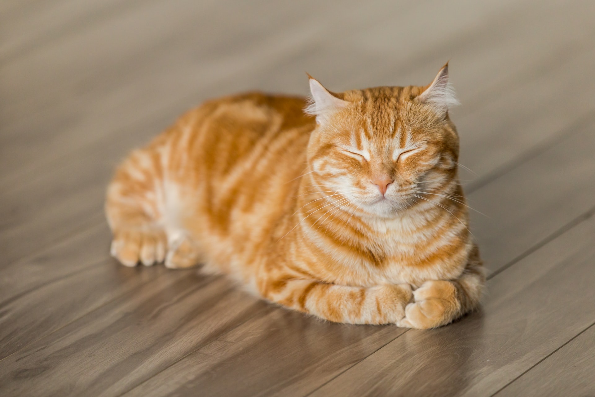 Kucing | Michael Sum (Unsplash)