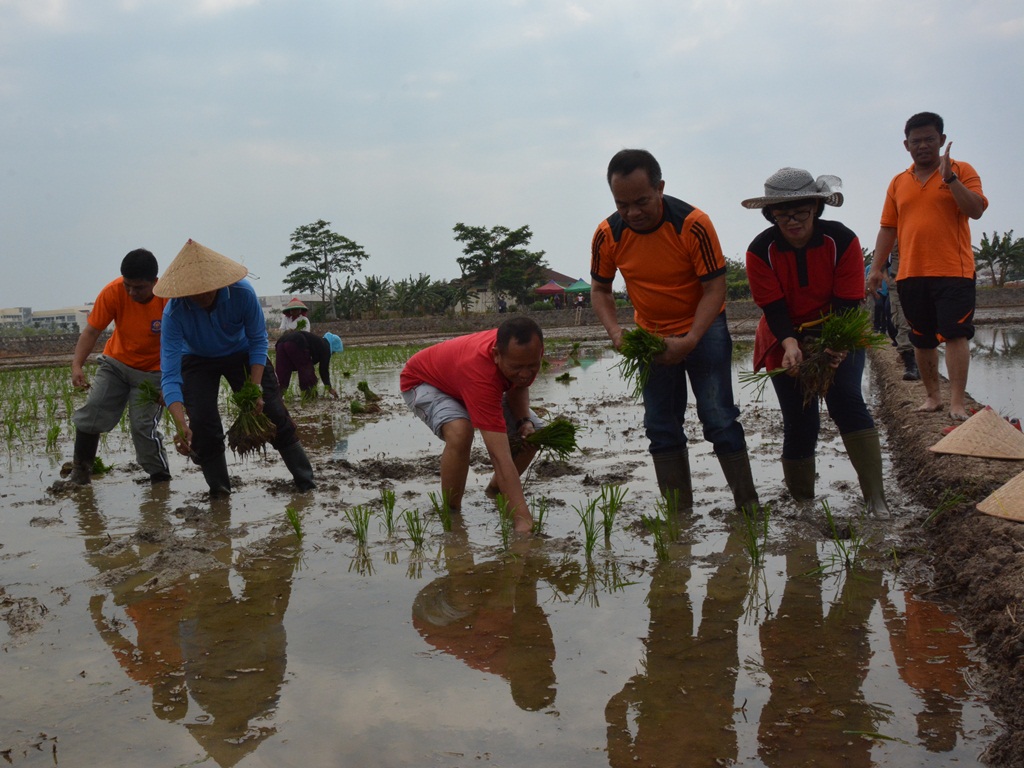 Sawah di Jakarta | timur.jakarta.go.id