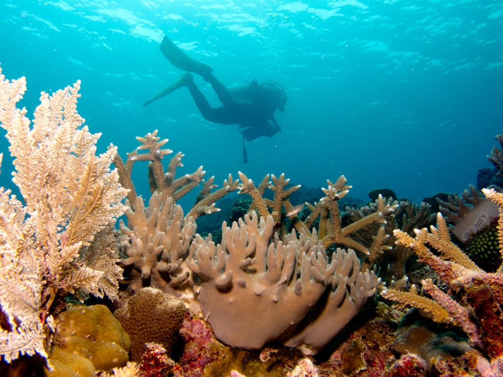 Salah satu spot diving di Pulau Tinabu Taka Bonerate (foto: pariwisata.kepulauanselayarkab.go.id)