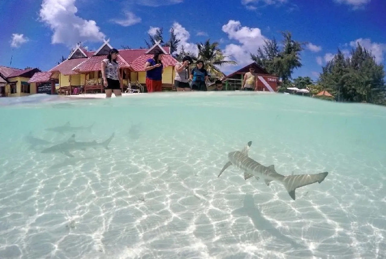 Baby Shark adalah wisata favorit di Taka Bonerate (foto: genpi.co)