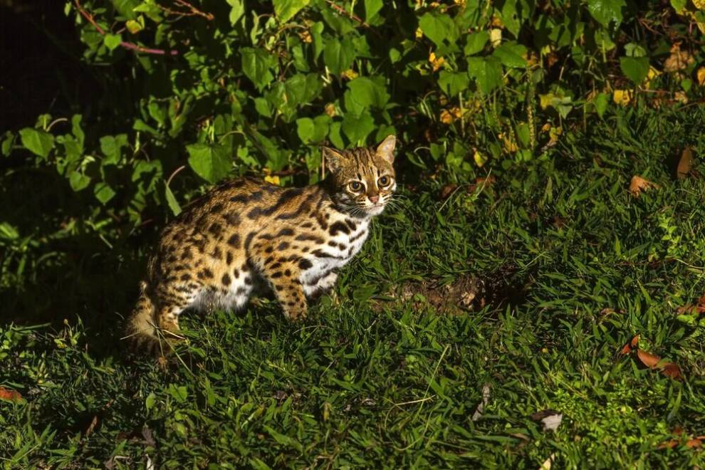 Kucing Congkok menjadi salah satu jenis kucing asli Indonesia yang lucu dan menggemaskan