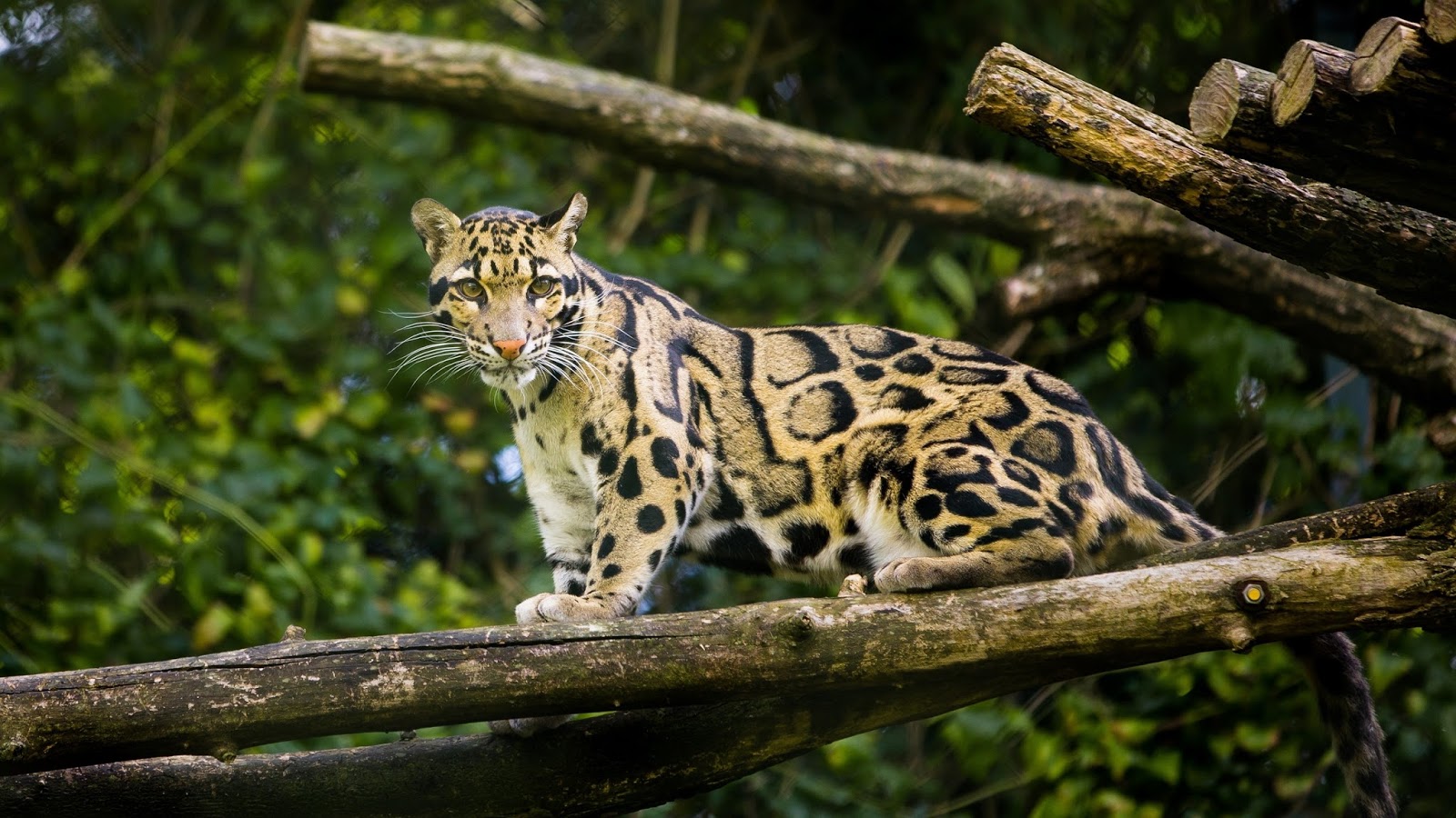 Kucing Dahan Kalimantan menjadi salah satu jenis kucing asli Indonesia yang lucu dan menggemaskan