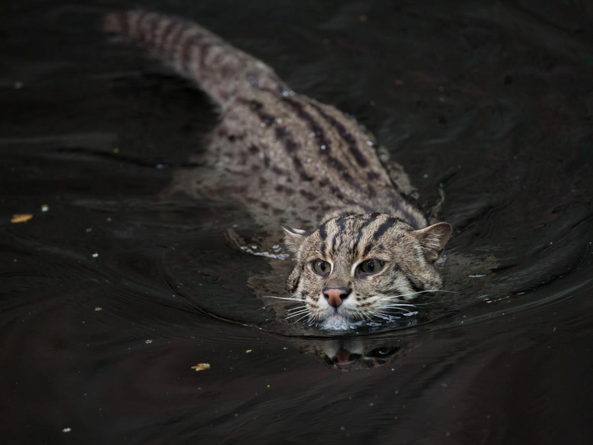 Kucing Bakau menjadi salah satu jenis kucing asli Indonesia yang lucu dan menggemaskan