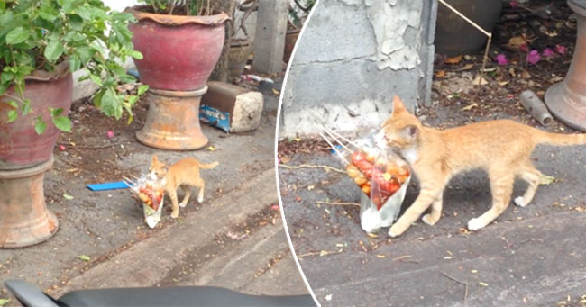 Kucing Kampung menjadi salah satu jenis kucing asli Indonesia yang lucu dan menggemaskan