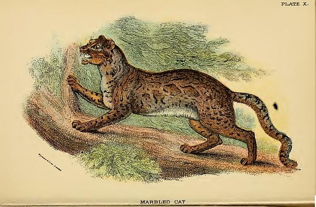 Ilustrasi Kucing Batu, kucing hutan asli Indonesia yang mendiami hutan Kalimantan