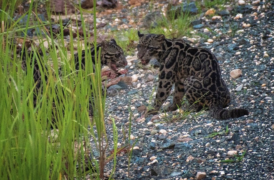Macan Dahan, kucing hutan bercorak indah asli Indonesia dikategorikan sebagai hewan yang dilindungi