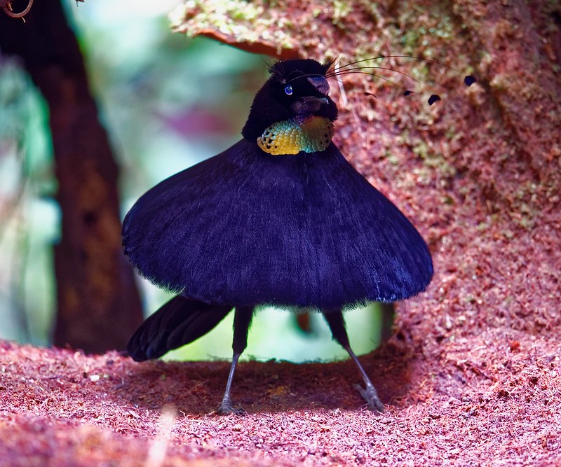 Parotia arfak | Dustin Chen/Flickr