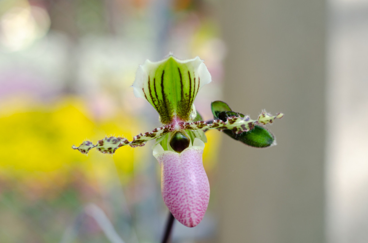 Anggrek kantong semar | WindOfHope/Shutterstock