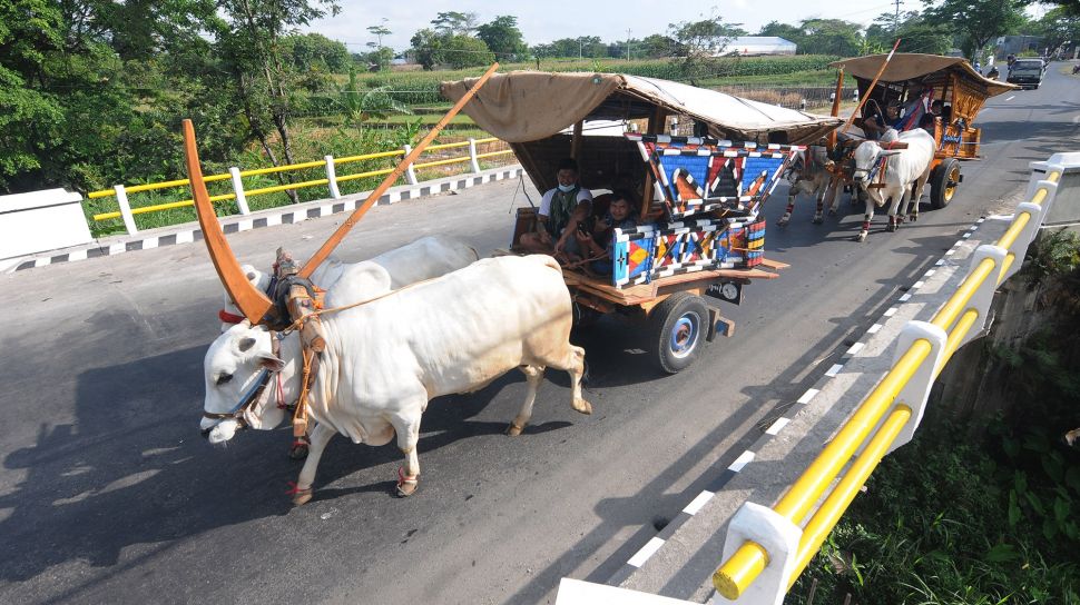Pedati, kendaraan tradisional Indonesia yang mulai hilang dilekang waktu 