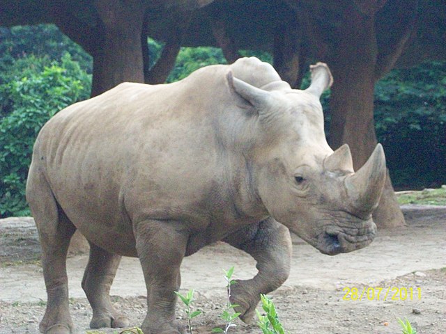 Taman safari prigen bogor
