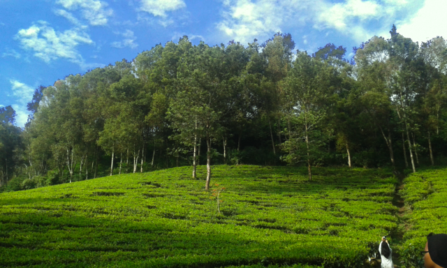 Gunung Mas PUncak cisarua