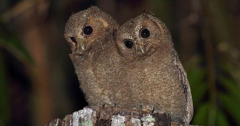 Burung Celepuk, Burung hantu kecil yang menjadi salah satu hewan dan tumbuhan yang aktif saat Gerhana Bulan Total atau nokturnal di indonesia