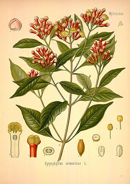 bagian-bagian cengkeh