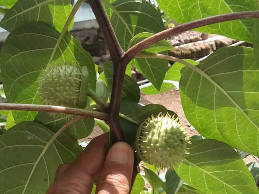 Tumbuhan Kecubung, tumbuhan berbunga terompet cantik memiliki efek bius pada buah dan bijinya di panggil terompet setan berumur singkat