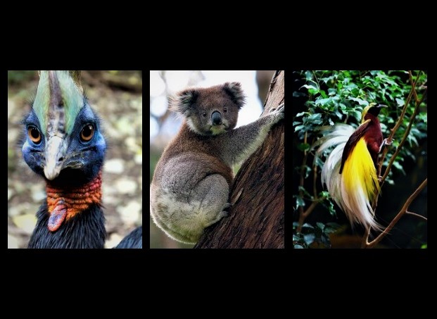 Fauna australis pengertian, ciri, contoh