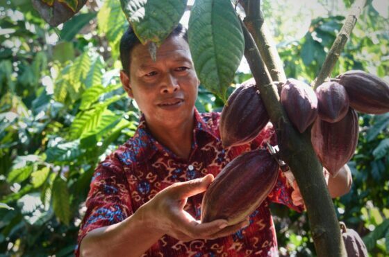 Kakao Berau | pejuangsigap.id
