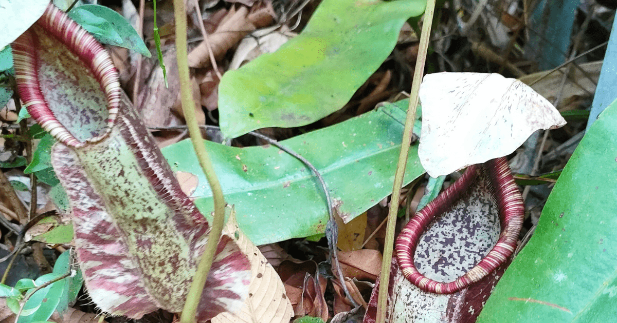 Mengenal Pak Sadikin, Founder Eduwisata Arboretum Gambut Marsawa di ...