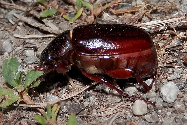 Phyllophaga helleri. Foto: Wikimedia Commons 