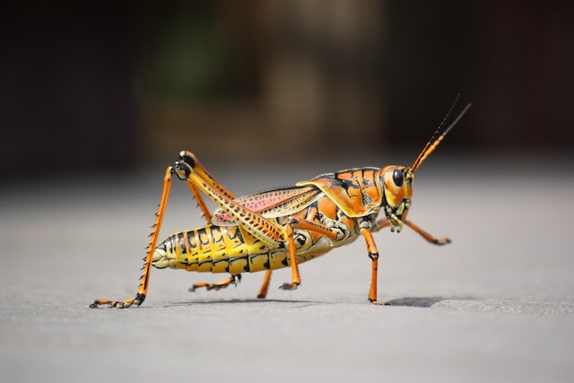 metamorfosis belalang