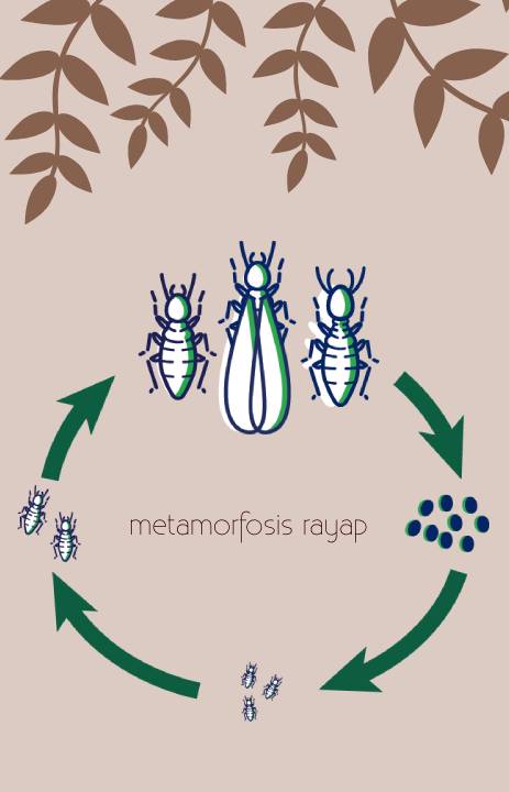 contoh metamorfosis tidak sempurna rayap