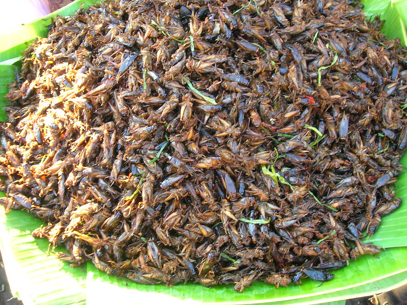 belalang goreng