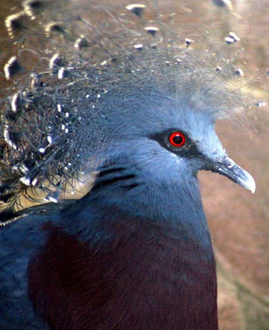 fauna australis