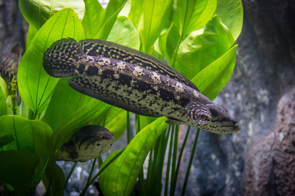 Channa lucius | Watcharin Tadsana/Shutterstock