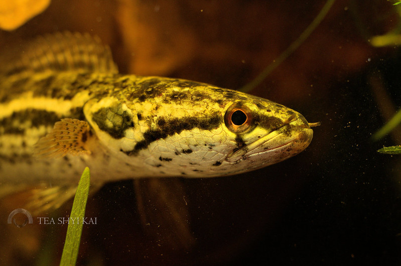 Channa bankanensis | Aristoheliam/Shutterstock