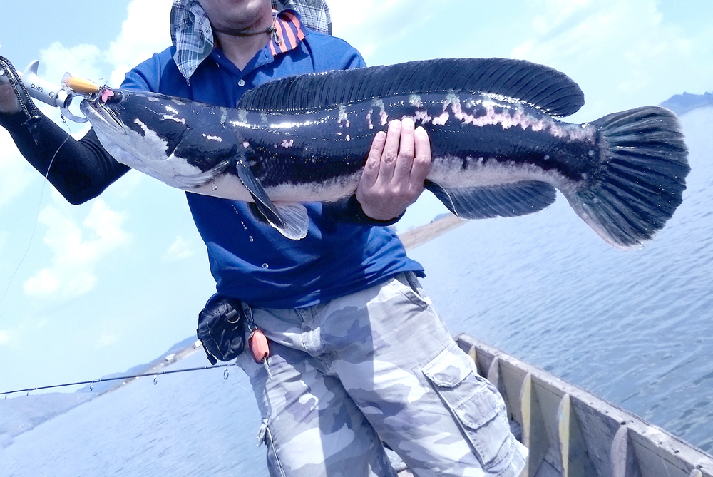 Channa micropeltes/Ikan Toman | wiroj Roudkhlay/Shutterstock